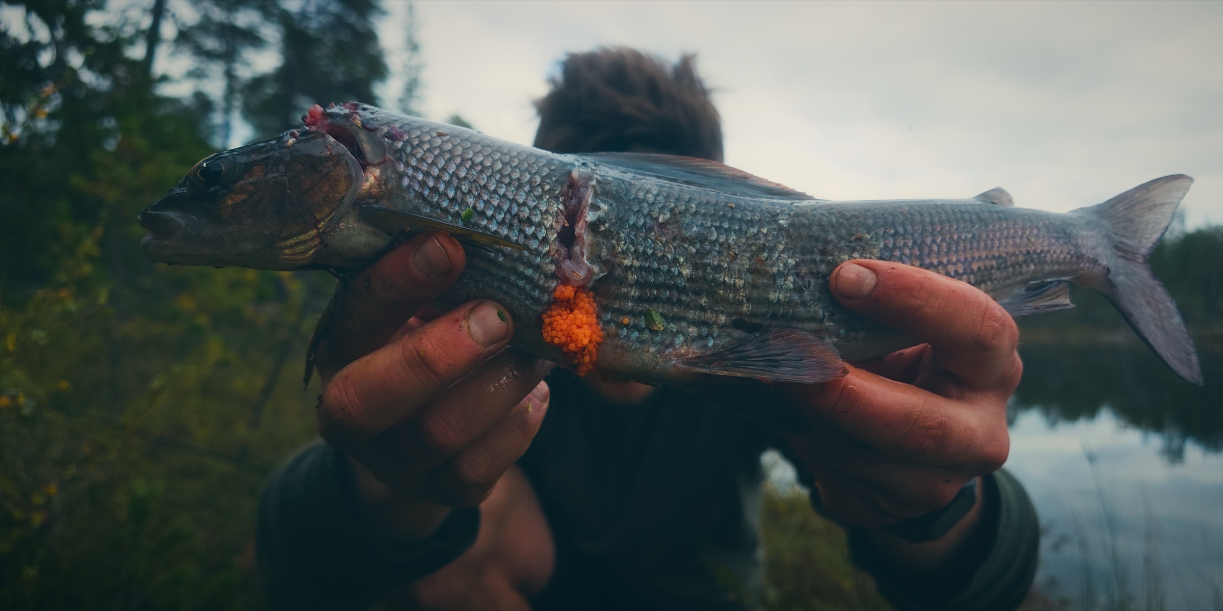 Sakke Raappana pitelee puolimetristä harjusta, jonka kyljessä näkyvät hauen hampaiden jäljet