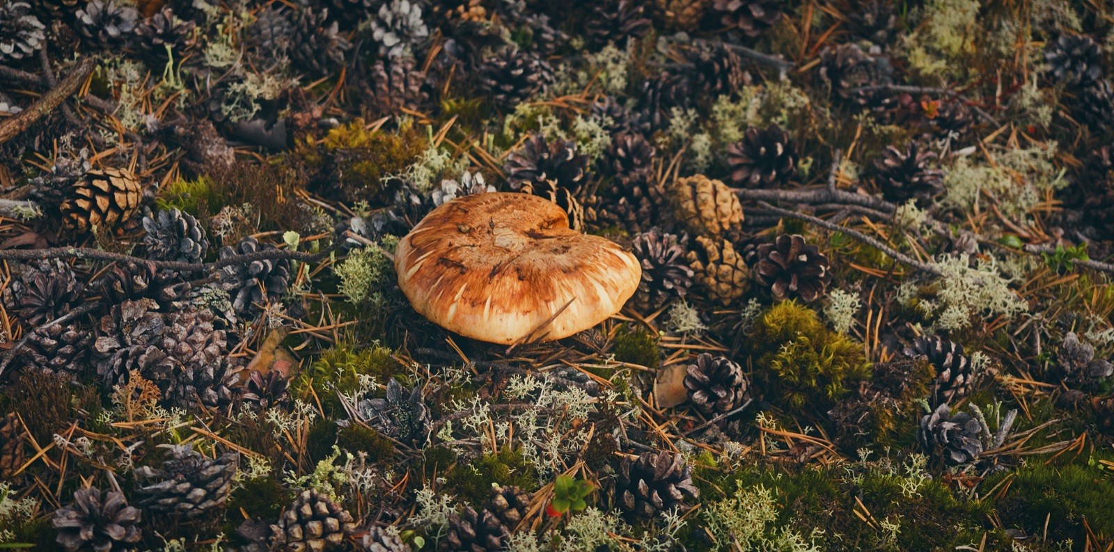 Sieni männynkäpyjen ja jäkälän keskellä metsänpohjalla Lapissa